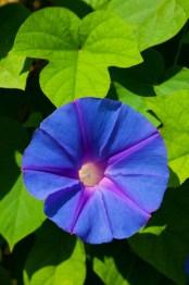 morning_glory_flower_196133