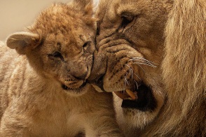 Lion &amp; cub